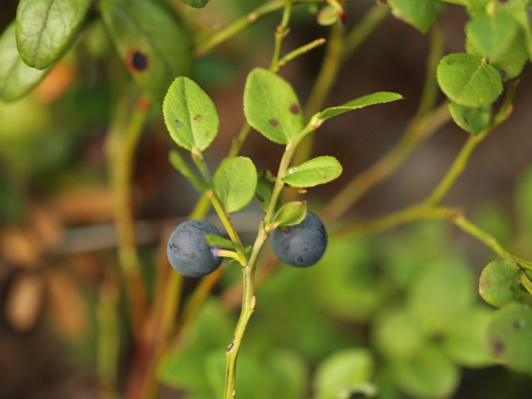 Förväntas bli en god blåbärsskörd i Norrland