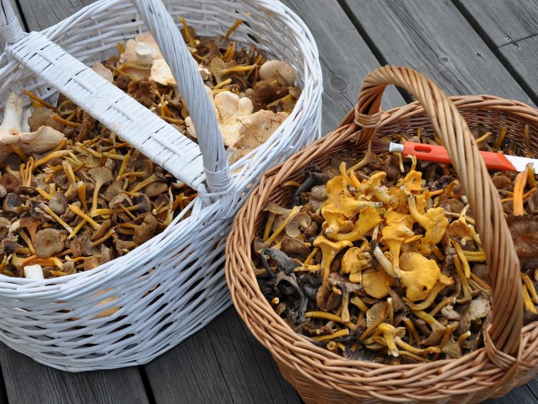 Svamppriser.se – En blogg om matsvampar och priser på de vanligaste matsvamparna!